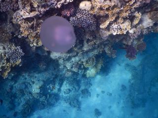 I want to go to the sea