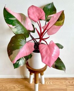 Philodendrone Pink Princess