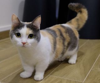 short-legged sweetness