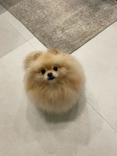 New family member