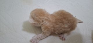 Cat?‍⬛