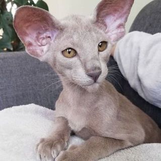 Oriental cat