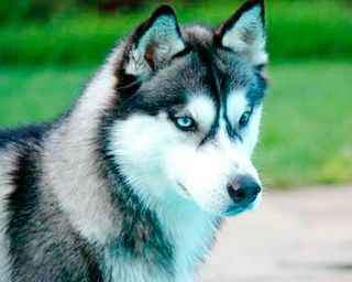 Husky