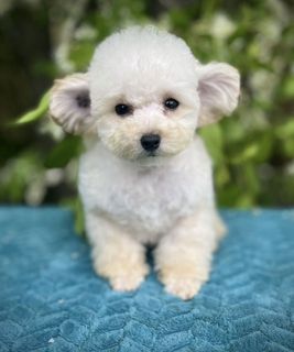 Toy poodle