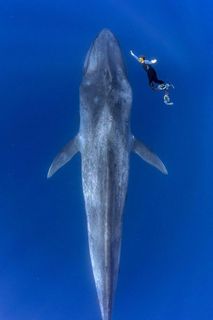 I dream of seeing a whale