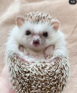 -Akemi- wish list item 3 thumbnail