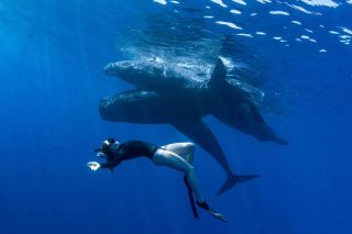 Swim with whales