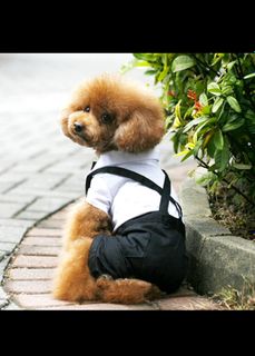 Милую собачку)