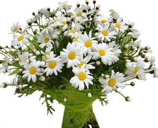 I wish you a bouquet of daisies