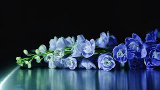 Women's, I want flowers