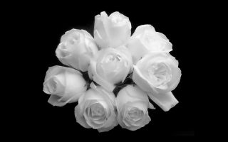Bouquet of white roses