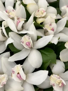Orchids / Lilies
