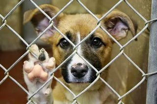 Make an animal shelter