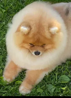 give a spitz