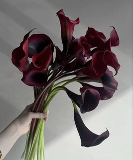 calla lilies