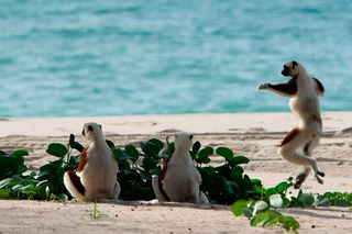 I dream of traveling to the "land of lemuria" - the island of MadagascarI WANT to SEE Madagascar and lemurs / 1 000 000 000 tk.