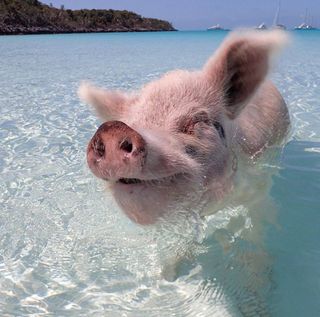 Pig Beach Vacation