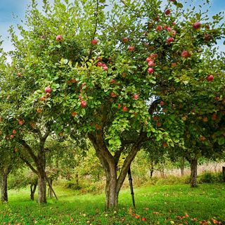 i wanna plant apple tree