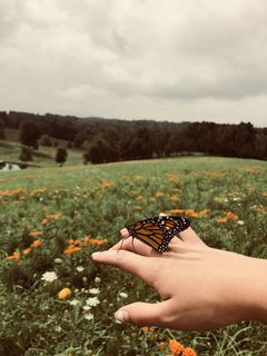See a butterfly