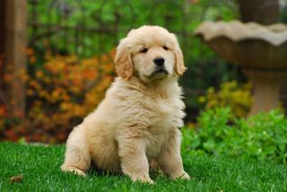 A little dog