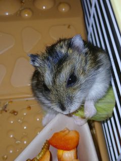 For food and treats for my hamster