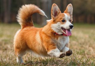 Buy Corgi