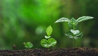 Start my studies in botany