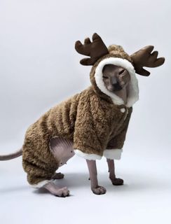 New Year's jumpsuit for a dog and a cat)