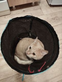 Treats for cats