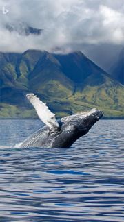 A trip with whales