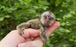 MARMOSET MONKEY