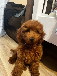 Toy poodle