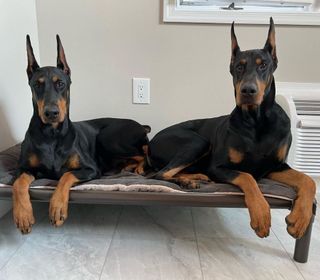 Id like to have a dog)