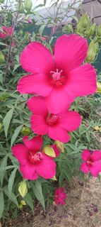 I want flowers