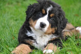 PUPPY