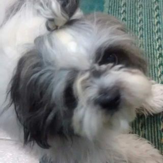 For the well -being of my beloved pet