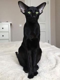 meow