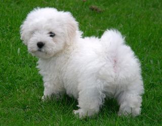 Puppy boy