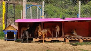 street dog foundation.