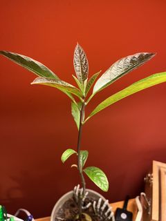 New Houseplant