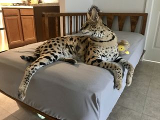 Serval cat