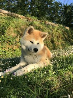 dog ?