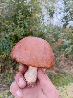 Mushrooms