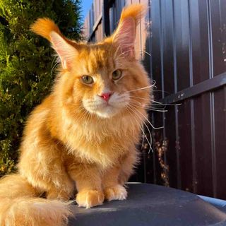I want to buy a Maine Coon