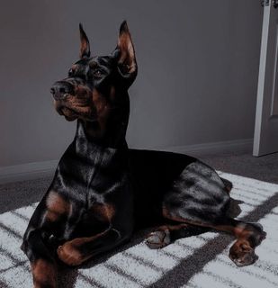 Брутальный друг