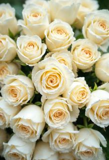 Pink/White roses^^