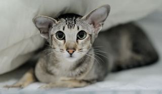 Oriental Shorthair