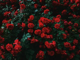 Rose for me