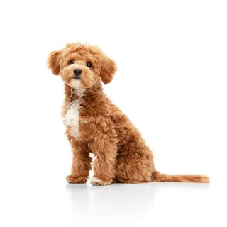maltipoo dog