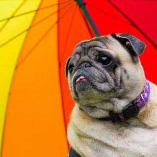 I really want to buy a pug